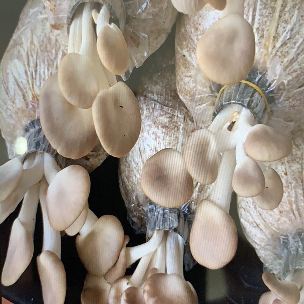 Phôi nấm Bào ngư