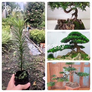 Cây Tùng La Hán (ảnh Thật), Boiboi.Organic, Cây Trong Bầu Đất, Rễ Mạnh, Tùng bonsai, Tùng la Hán, cây giống Tùng La Hán
