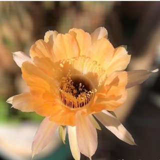 Xương rồng echino