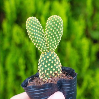 Xương rồng tai thỏ - Vườn sen đá