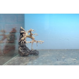 Bonsai thủy sinh dáng thác đổ