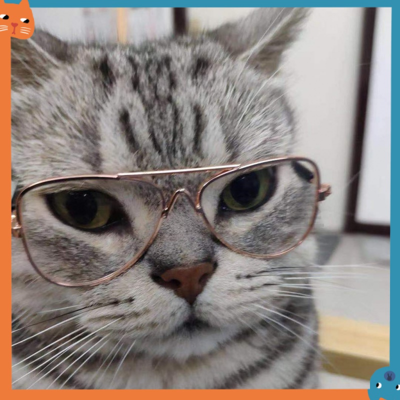 Kính Mát Chống Tia UV Dùng Chụp Ảnh Cho Thú Cưng