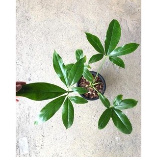 chậu philodendron geoldii