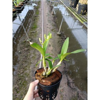 Hoa lan denro chớp sữa Enobi đang nụ hoa
