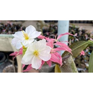 Bạch Mai Đọt Hồng (vừa chơi lá vừa chơi hoa) ghép gốc mai vàng quấn rễ đẹp