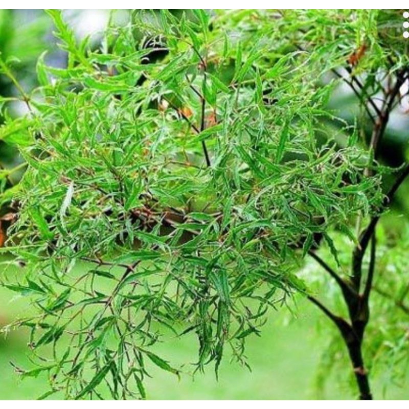 1kg lá đinh lăng tươi.