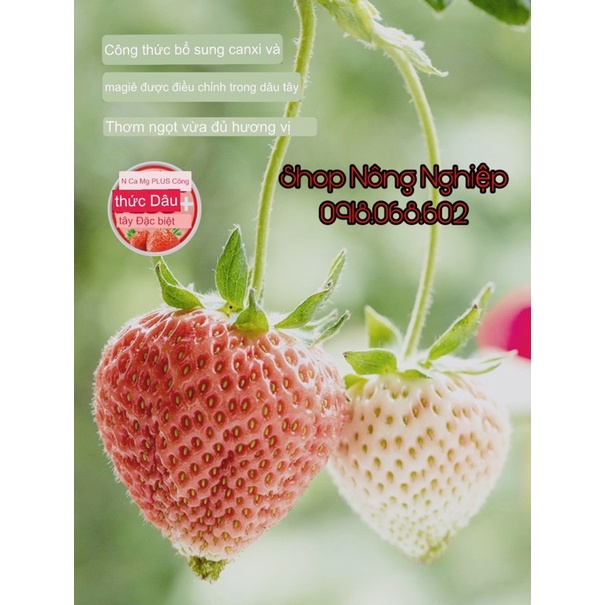 Dung dịch dinh dưỡng chuyên dùng cho cây Dâu Tây, chai 250ml