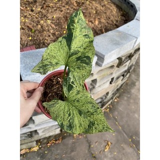 syngonium mojito