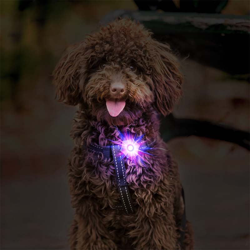 HamshMoc Dây Dắt Thú Cưng Đi Dạo Chống Thấm Nước Có Đèn LED Sạc USB Tiện Dụng