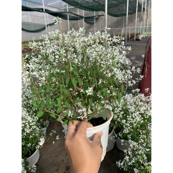 Cây hương tuyết cầu _ Nhà vườn Hoa Linh