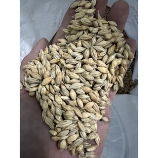 1KG Hạt Lúa Mạch/Đại Mạch thức ăn dinh dưỡng cho thú cưng cung cấp nhiều chất xơ.
