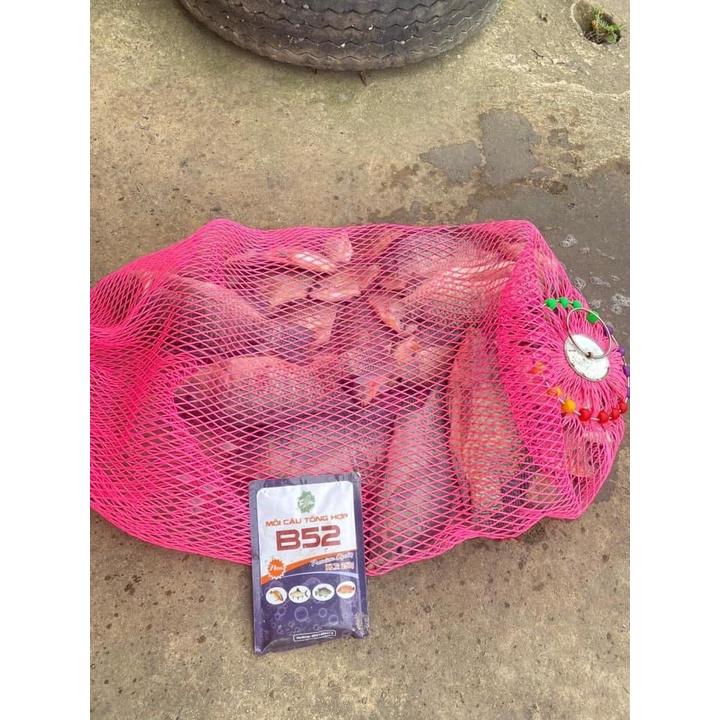 Combo câu rô phi B52