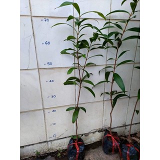 Cây Giống Mận Lý ( cho trái siêu sớm )