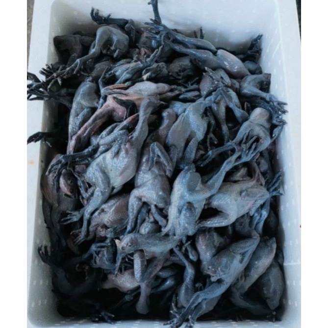 Gà ác 170gr - 250gr