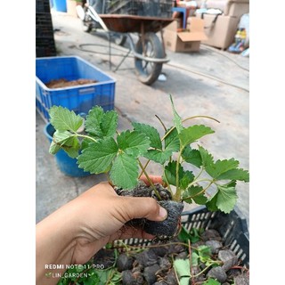 NGÓ ĐẦU MÔ dâu tây giống ngọt chịu nhiệt