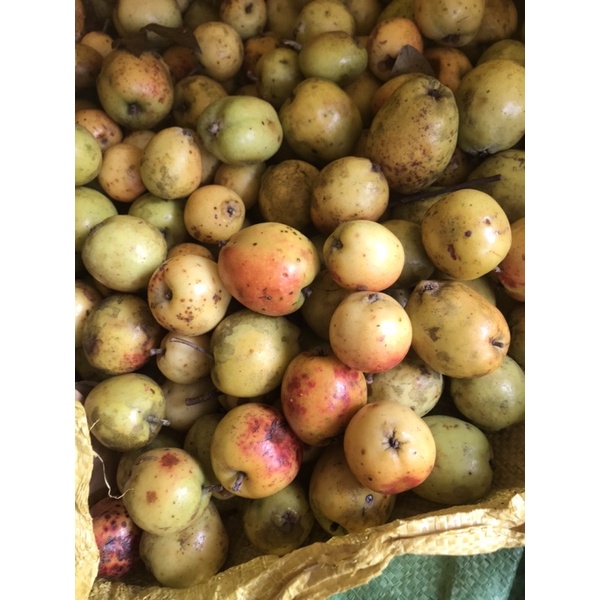 Táo mèo tươi ngâm rượu/ hàng cuối vụ chín