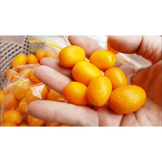 Cây Giống Tắc Thái trái dài (tắc ngọt vỏ rất thơm)