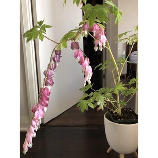 hạt hoa tigon Hoa Tết