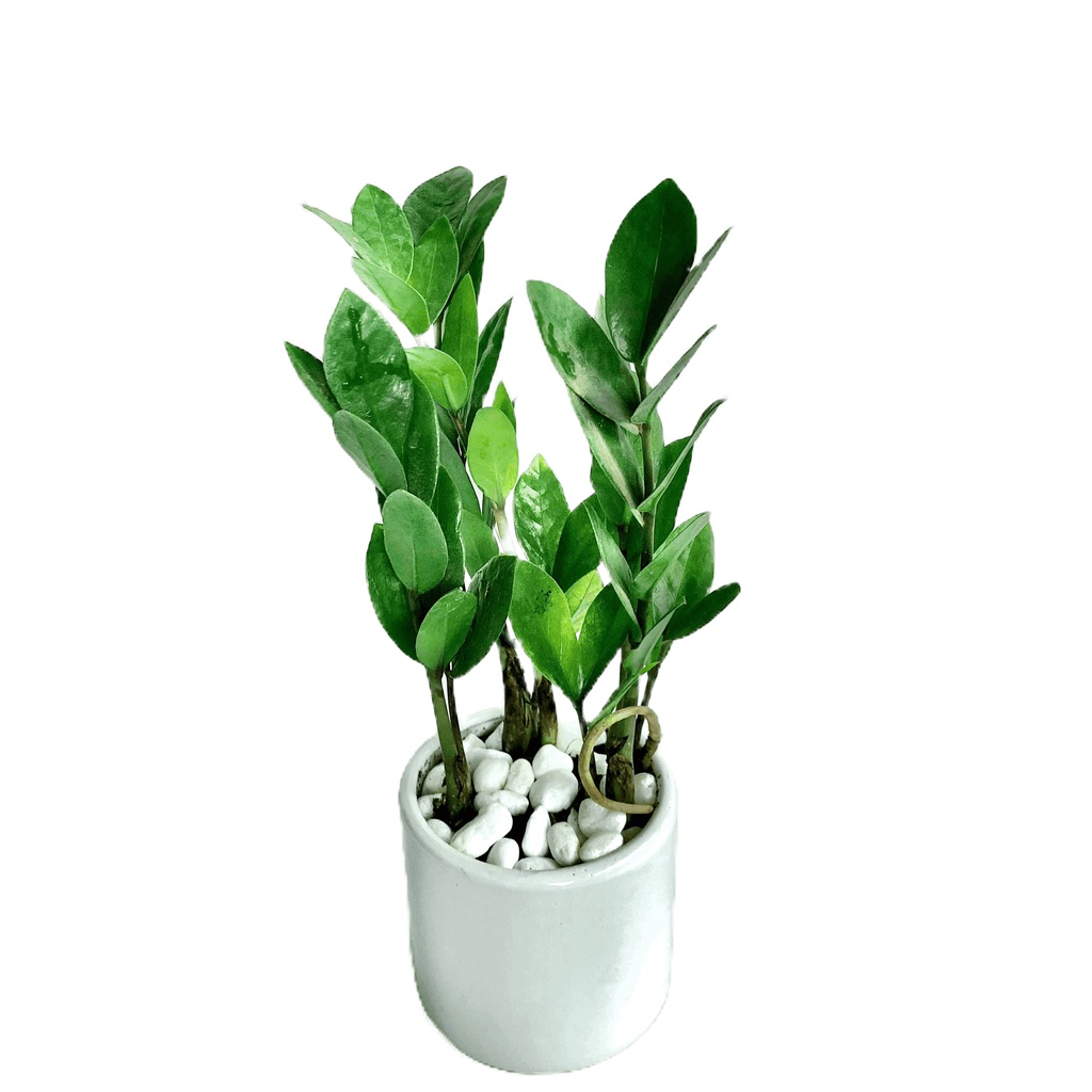 Cây kim tiền mini kèm chậu sứ tráng men, Cao 30cm, mang lại tài lộc