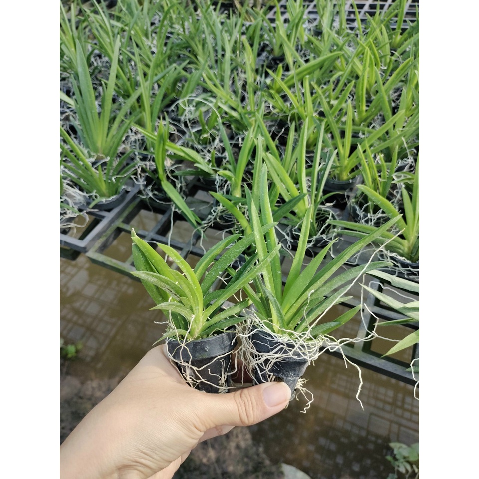 Hoa Lan Vũ Nữ Bút Chì mã số 694, cây cao khoảng 7-10cm