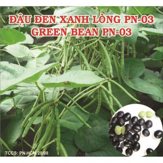 100Gram Hạt giống đậu đen xanh lòng