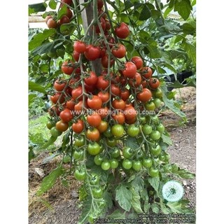 50 hạt hạt giống cà chua cherry sweet million f1