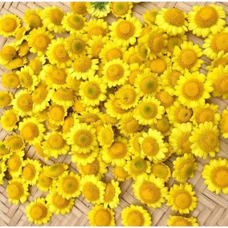 Cây giống cúc chi vàng rủ -hoa làm trà