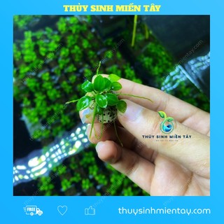 Ráy nana petite thái cây thủy sinh dễ trồng cực đẹp không cần co2