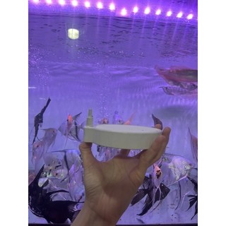 Đĩa Sủi Oxy Mịn 10cm Cho Hồ Cá