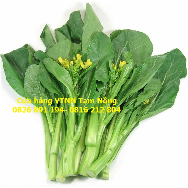 HẠT GIỐNG CẢI LÀN THÂN MẬP