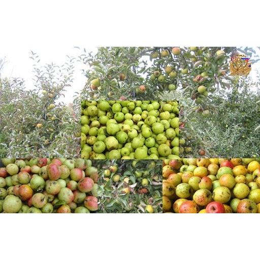 cây táo mèo rừng giống (cây sơn tra)