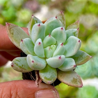  sen đá Nanh Trắng size mini 2-2,5cm siêu xinh siêu cute lỗi 1 đổi 1 