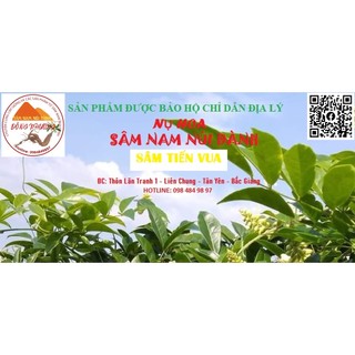 Cây giống sâm nam núi dành