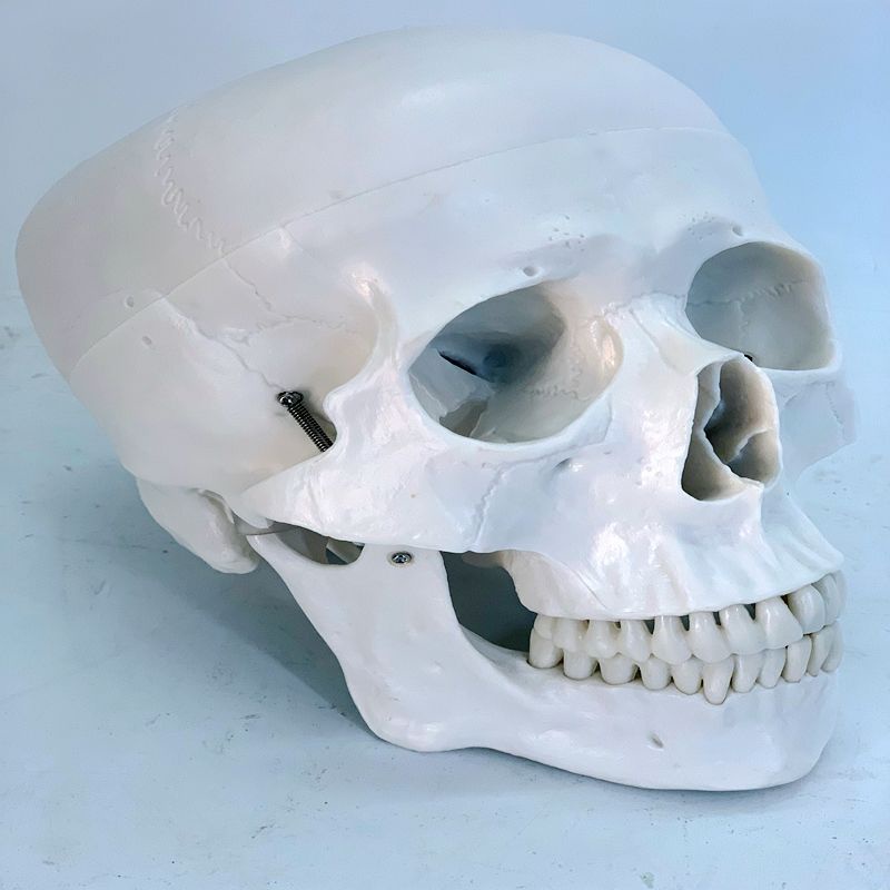 Mô Hình Đầu Lâu Người Bằng Nhựa Resin