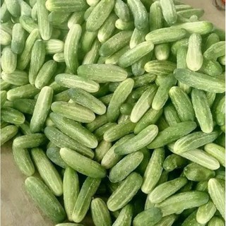 Hạt giống dưa chuột nếp xưa, dưa nếp ta siêu thơm Rạng Đông