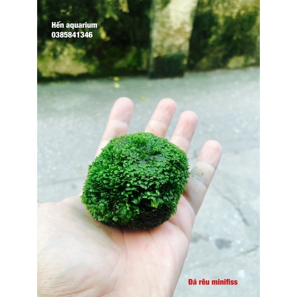 Đá rêu Minifiss lá nước siêu khoẻ , không cần đất nền và co2