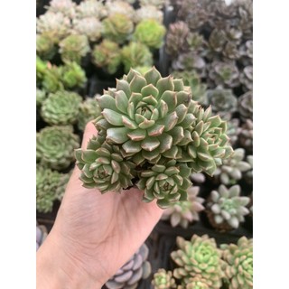 Sen Đá Ruby Xanh Full Size đã thuần khí hậu