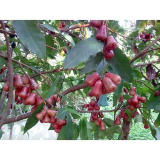 Cây mận đỏ an phước ( cây roi đỏ An Phước)- cây giống