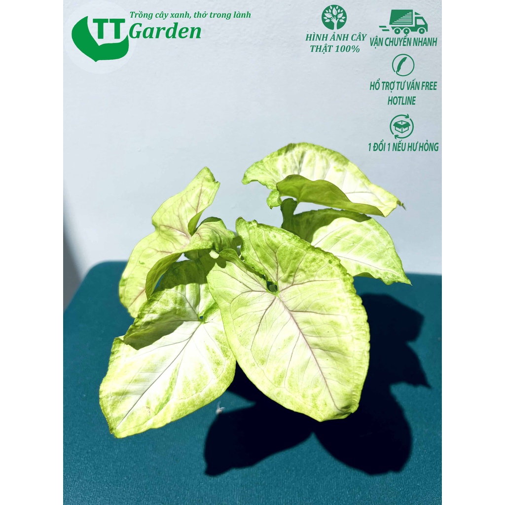 Tróc bạc Syngonium Golden Allusion hàng giống trồng trong nhà ngoài trời trồng sân vườn decor trang trí nội ngoại thất