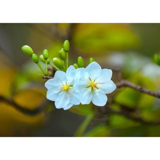 Cây giống hoa mai trắng ( còn gọi là : Bạch mai)