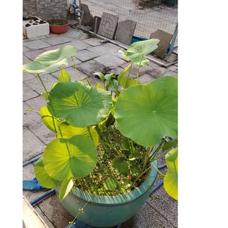 Viên phân bón cho sen súng cảnh