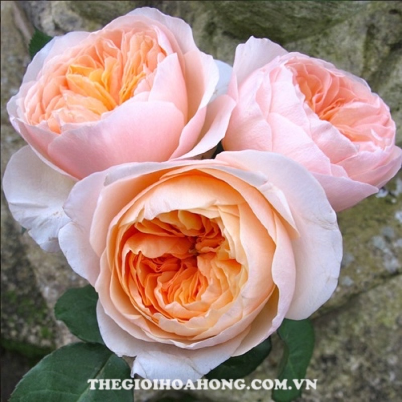 Hoa hồng Juliet Rose - hồng bụi, hoa thơm