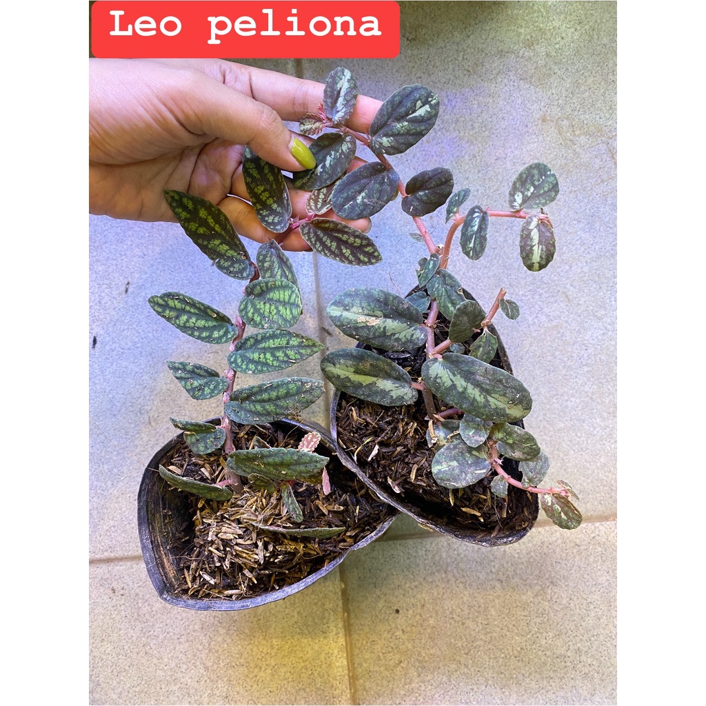 Vảy ốc minima dây leo tường terrarium.