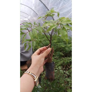 Cây Giống Đinh Lăng Nếp