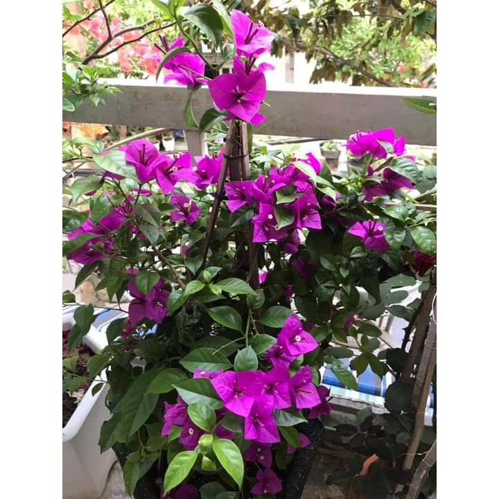 Hoa Giấy Tím Pháp Giống Siêu Bông lz9 LOẠI 01