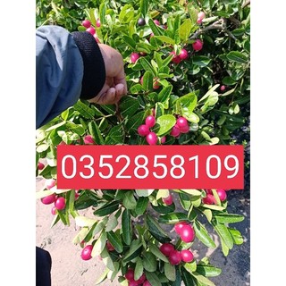cây siro loại vừa chuẩn giống
