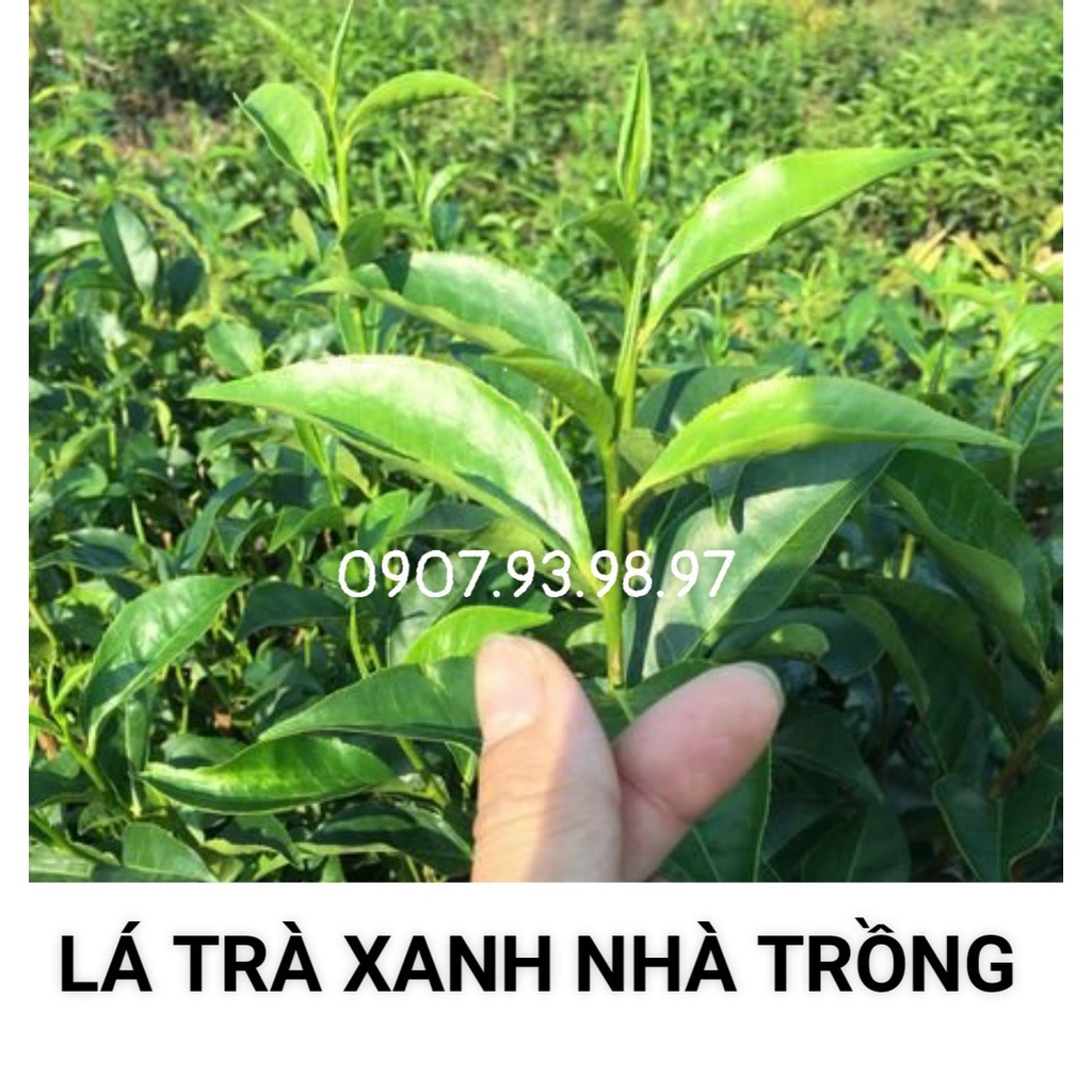 LÁ TRÀ XANH  1KG