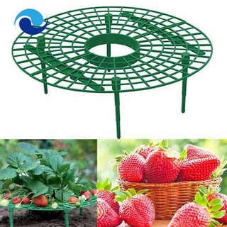 Bộ 10 giá đỡ trồng cây dâu tây tránh đất tiện dụng