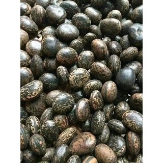 Hạt đậu Lào hút độc (1 hạt giá dùng thử)