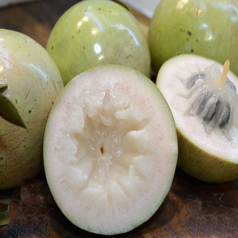 Cây vú sữa lò rèn - cây ăn quả